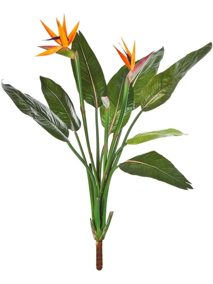 Стрелиция treez