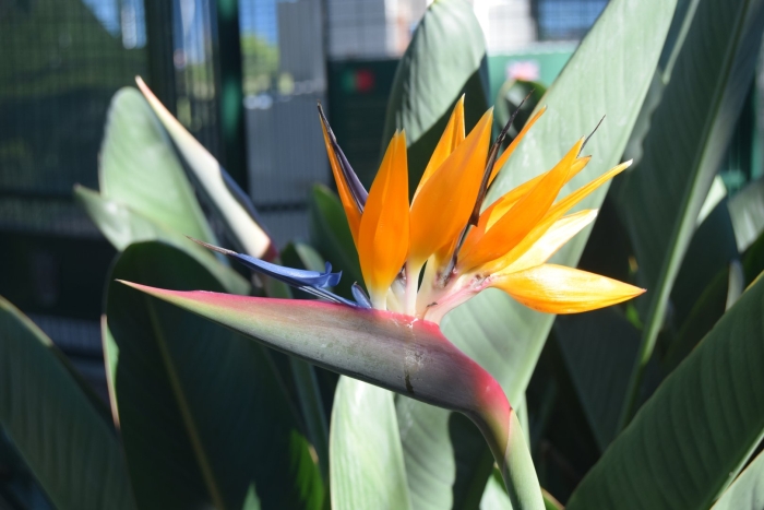 Стрелиция регина королевская