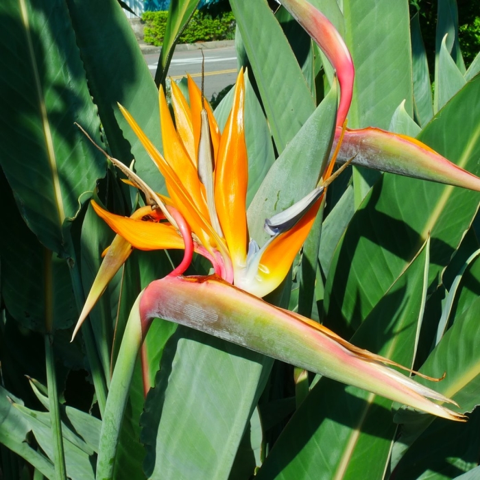 Стрелиция райская птица