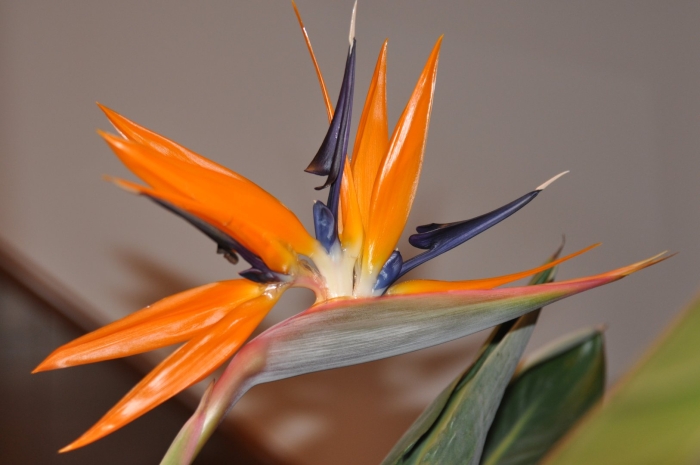 Цветок стрелиция королевская