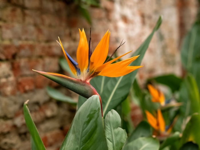 Цветок стрелиция королевская