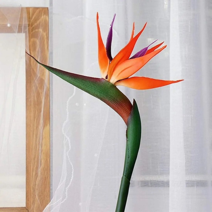 Цветок райская птица