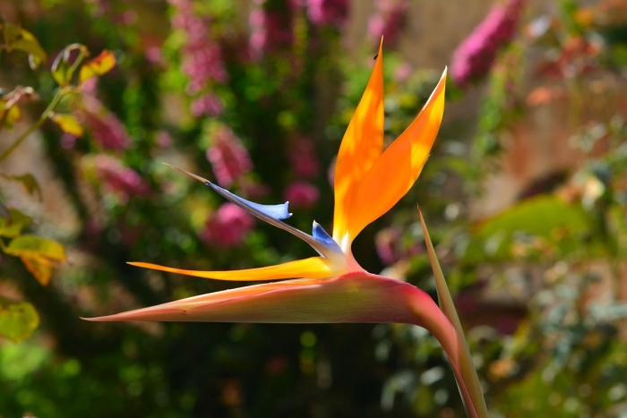 Стрелиция райская птица