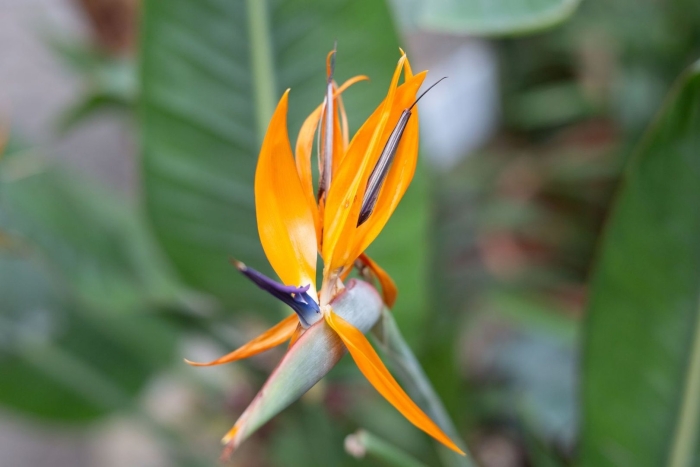 Стрелиция регина цветок