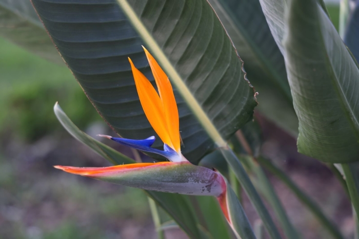 Регина растение стрелиция