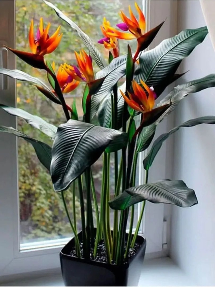 Стрелиция регина королевская