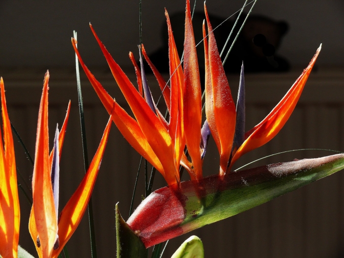 Стрелиция королевская райская птичка