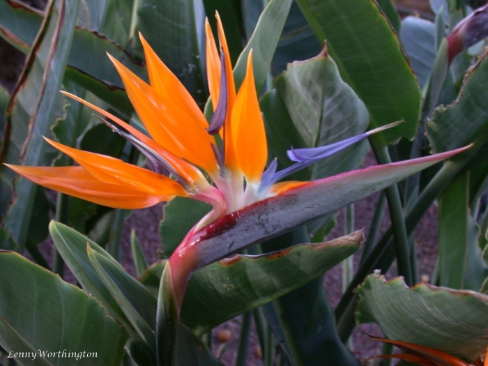 Стрелиция reginae