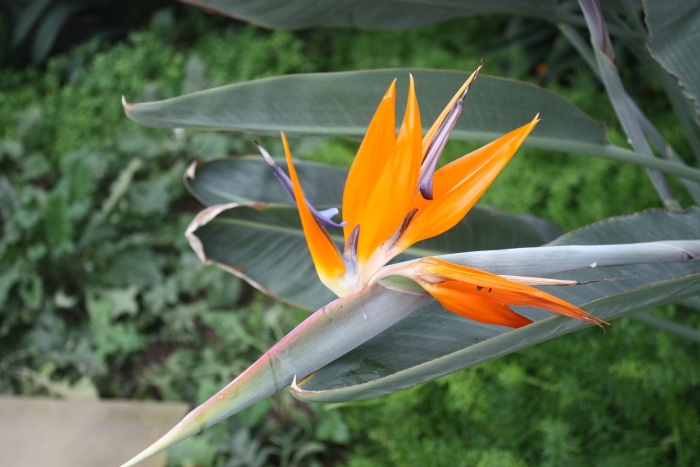 Растение стрелиция