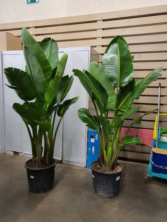 Стрелиция альба