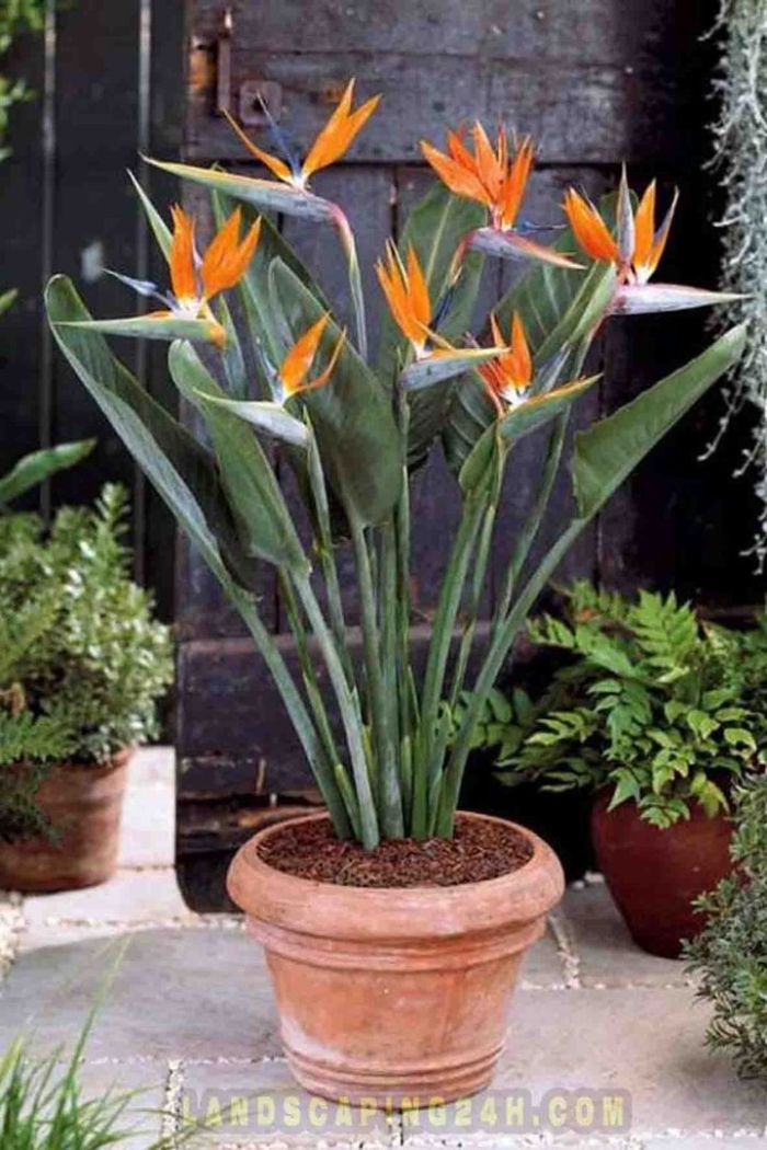 Стрелиция регина королевская