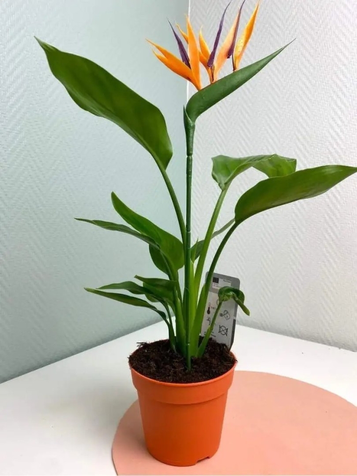 Стрелиция цветок комнатный