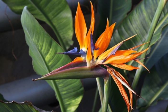 Стрелиция королевская райская птичка