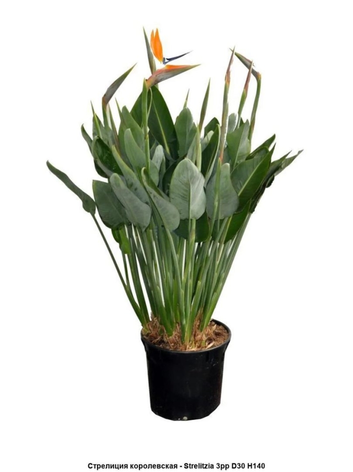 Стрелиция регина