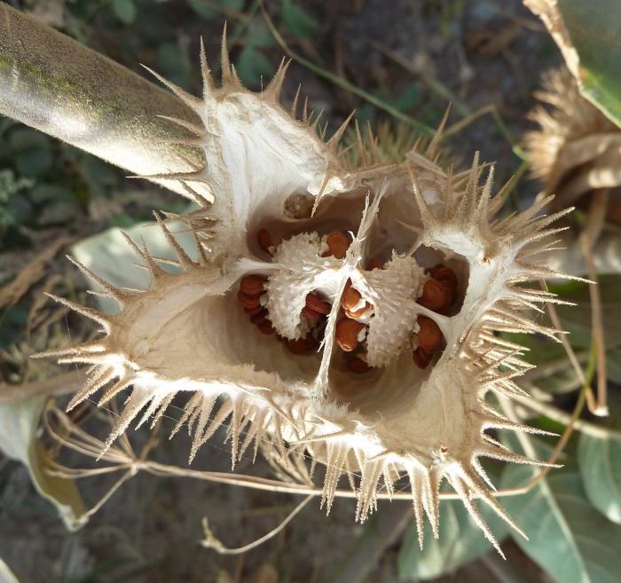 Датура иноксия