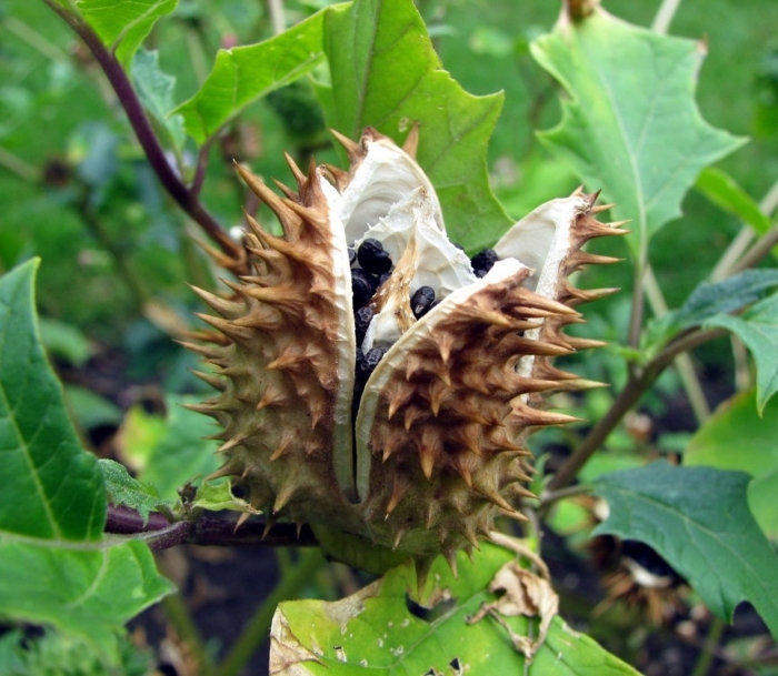 Дурман обыкновенный семена плоды