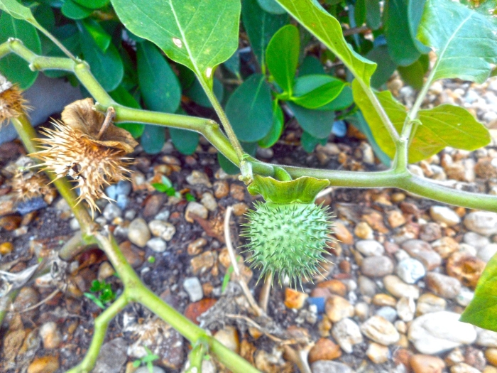 Datura innoxia