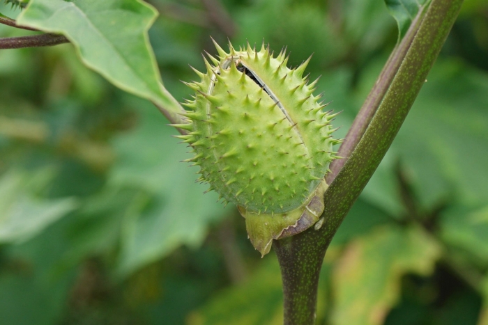 Datura stramonium var tatula