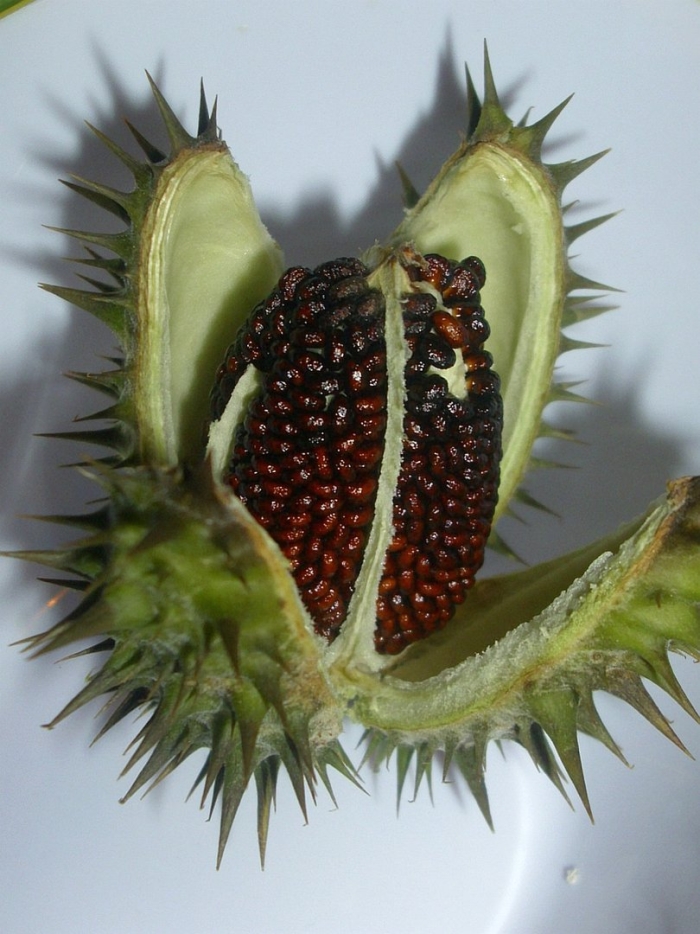 Дурман плод