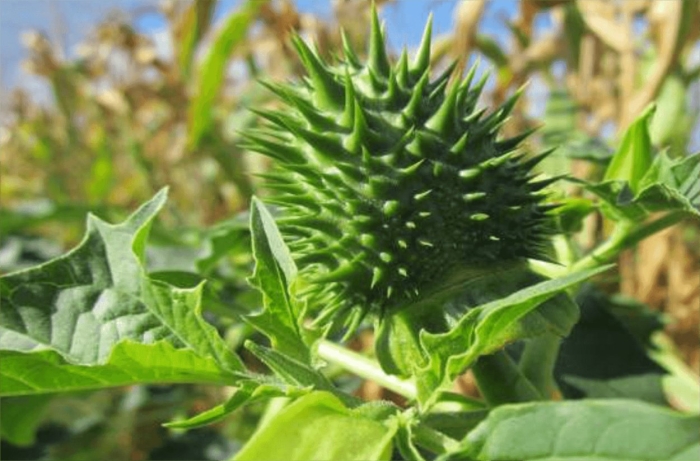 Растение дурман