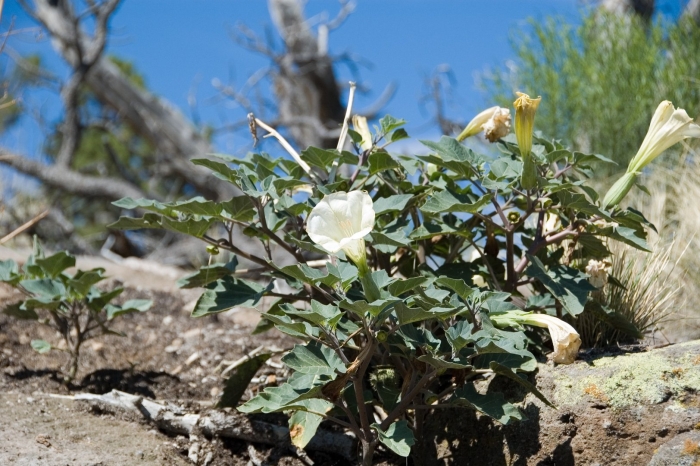 Датура ферокс