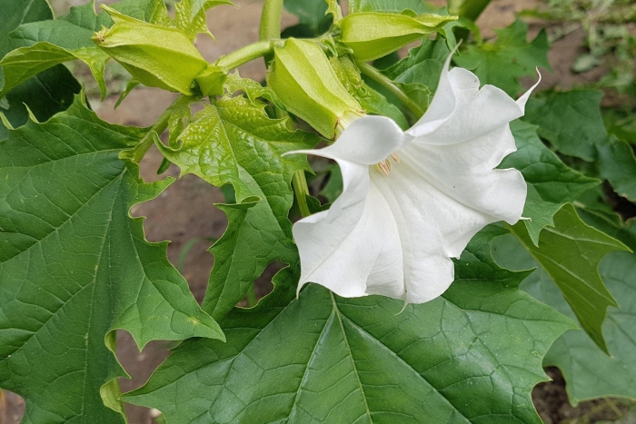 Дурман обыкновенный