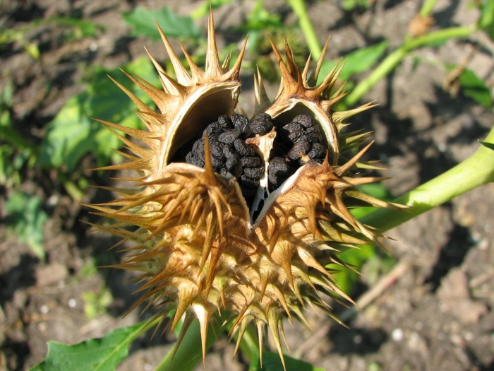 Datura stramonium