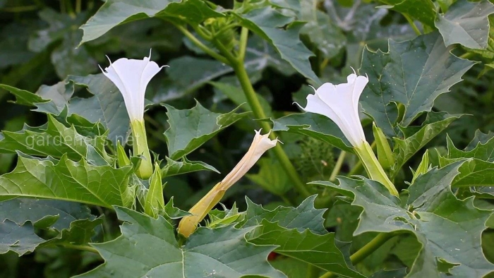 Трава дурман обыкновенный