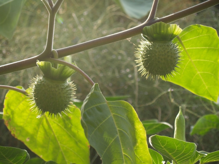 Дурман растение