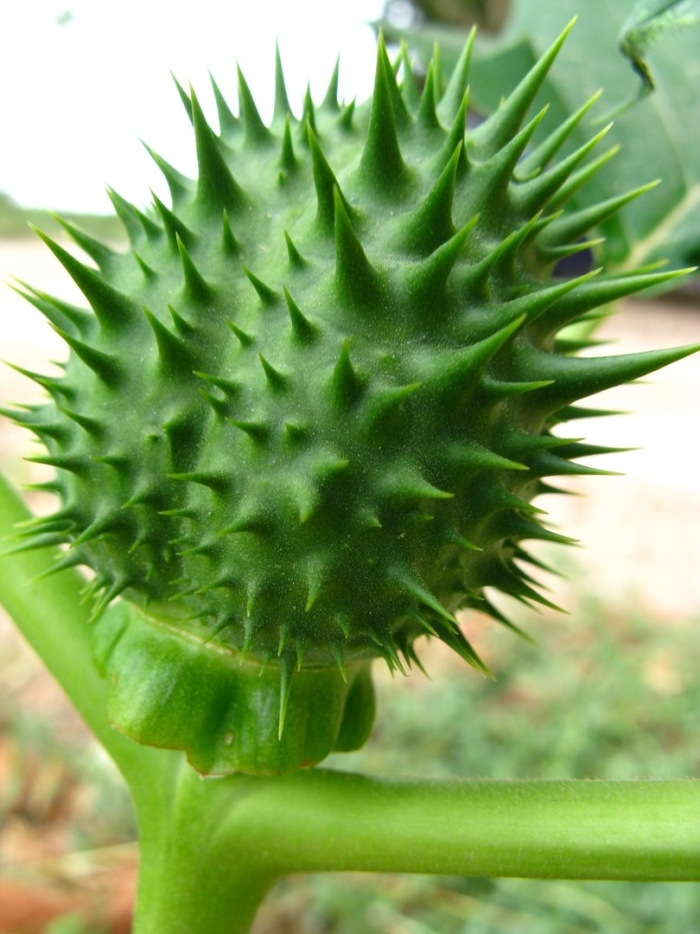 Datura stramonium