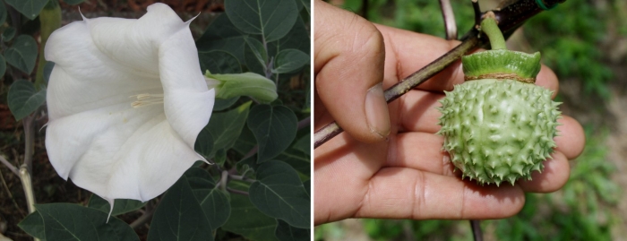 Цветок дурман