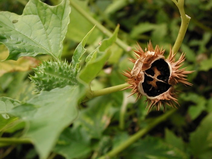 Дурман обыкновенный цветок