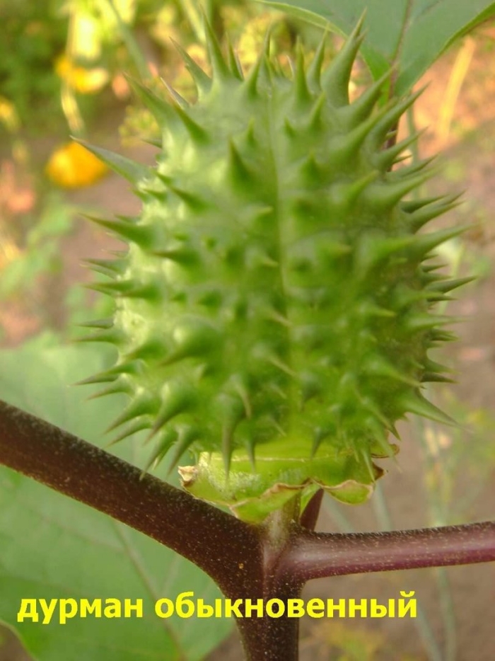 Дурман вонючий