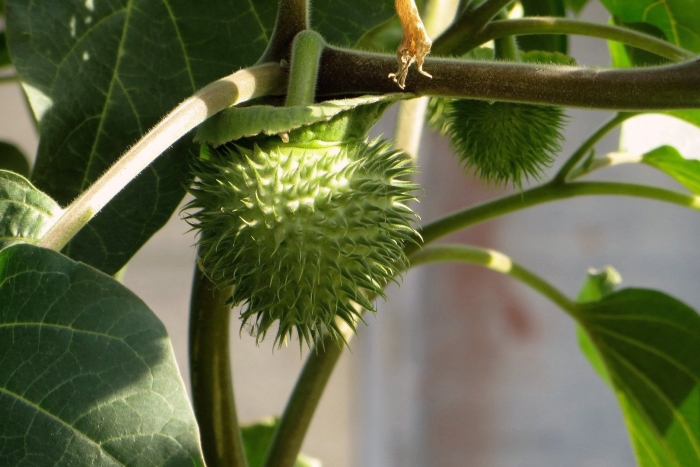 Плод дурмана