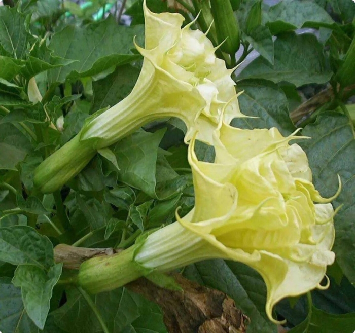 Дурман метел балерина еллоу