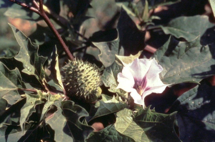 Datura stramonium