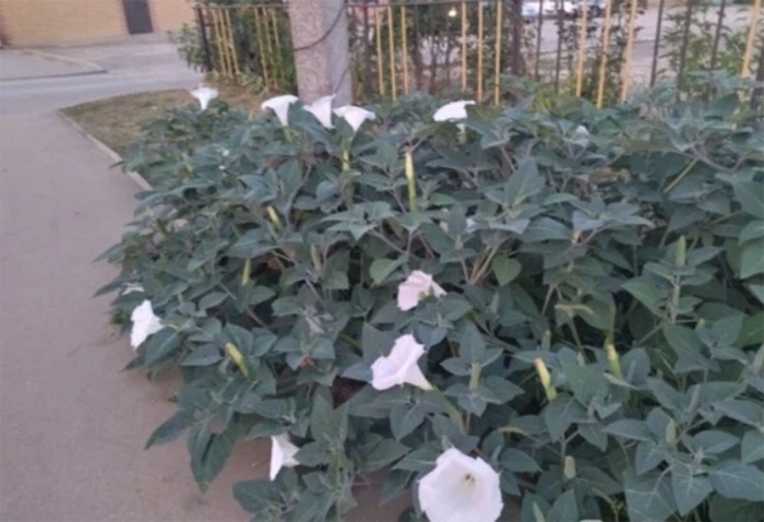 Датура медея белый дурман