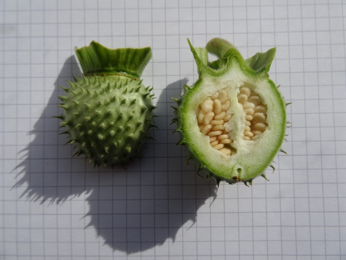 Семена дурмана