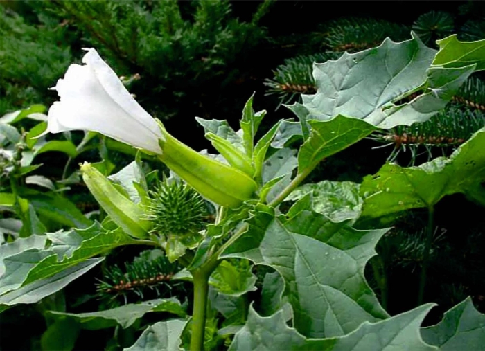 Дурман датура страмониум