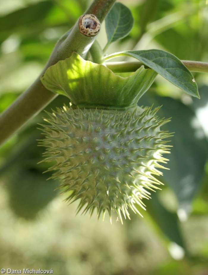 Дурман обыкновенный плод