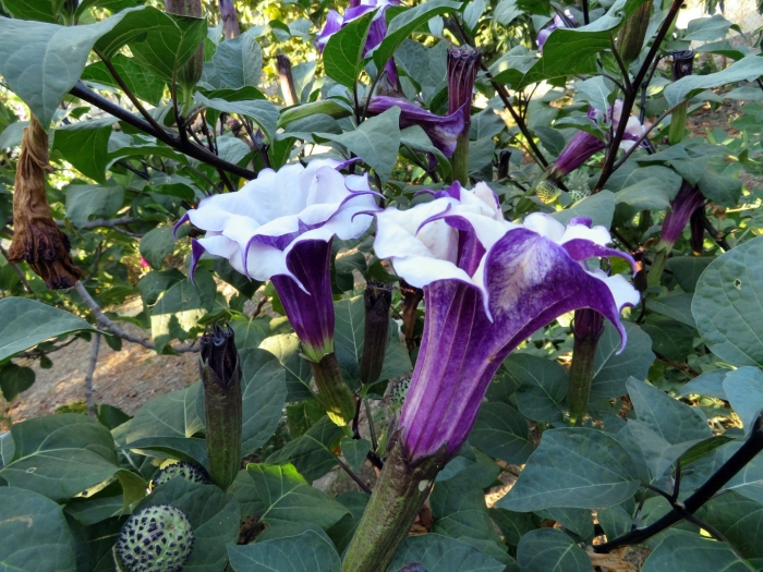 Бругмансия датура