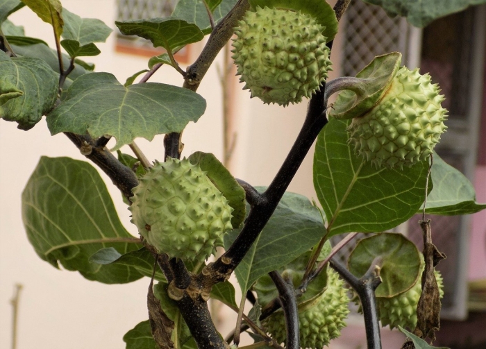 Дурман индийский