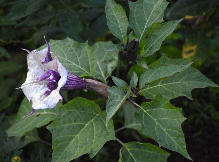 Дурман балерина парпл