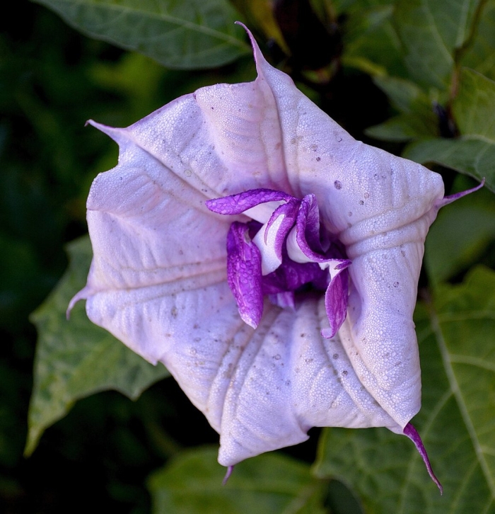 Датура дурман