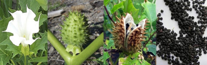 Дурман обыкновенный цветок