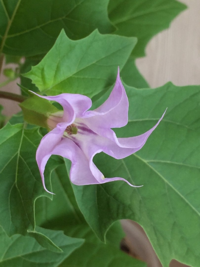 Дурман обыкновенный