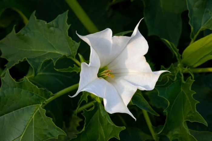 Датура дурман белый