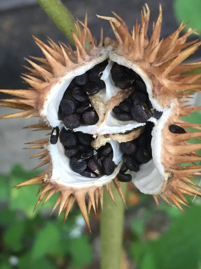 Дурнопьян растение