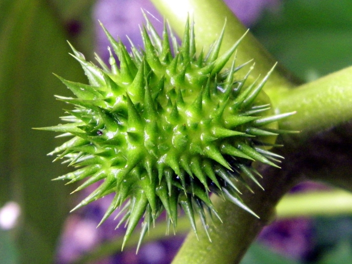 Дурман обыкновенный плод