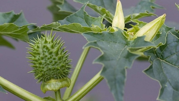 Семена дурман обыкновенный